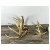 6 & 9 Point White Tail Buck Antlers