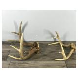 6 & 8 Point White Tail Buck Antlers