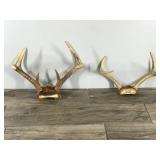 6 & 8 Point White Tail Buck Antlers