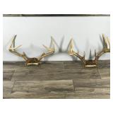6 & 10 Point White Tail Buck Antlers