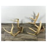 6 & 10 Point White Tail Buck Antlers