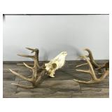 8 & 10 Point White Tail Buck Antlers