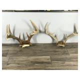 8 & 10 Point White Tail Buck Antlers