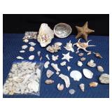 Lot of seashells and coral