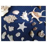 Lot of seashells and coral