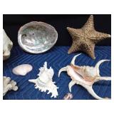 Lot of seashells and coral