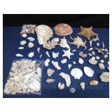 Lot of seashells and coral