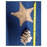 Large shell and large abalone shell