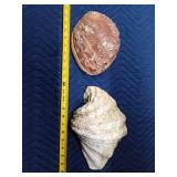 Large starfish and coral