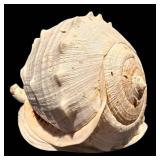 MBR - Large Spiny Sea Shell Decorative Specimen