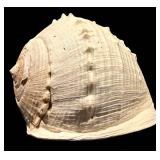MBR - Large Spiny Sea Shell Decorative Specimen