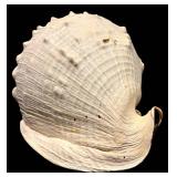 MBR - Large Spiny Sea Shell Decorative Specimen