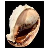MBR - Large Spiny Sea Shell Decorative Specimen