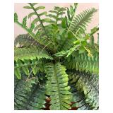 DR - Silk Green Fern Plant in Decorative Brass Planter, 8 inch Height