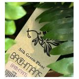 DR - Silk Green Fern Plant in Decorative Brass Planter, 8 inch Height