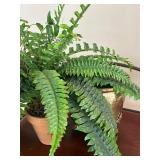 DR - Silk Green Fern Plant in Decorative Brass Planter, 8 inch Height