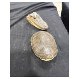 Alligator Head & Turtle Shell