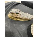 Alligator Head & Turtle Shell