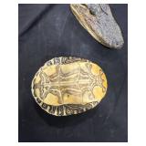 Alligator Head & Turtle Shell
