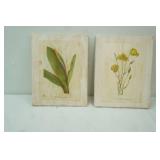 Botanical illustrations by Mary Vaux Walcott. Published 1925. "Golden Club" & "Weed