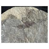 Cool Fish Fossil