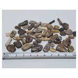 Large Collection of Genuine Petrified Wood Pieces