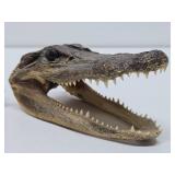 Pair of Genuine Juvenile Alligator or Crocodile Heads