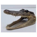Pair of Genuine Juvenile Alligator or Crocodile Heads