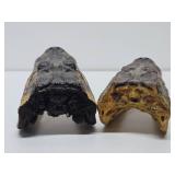 Pair of Genuine Juvenile Alligator or Crocodile Heads