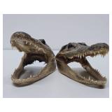 Pair of Genuine Juvenile Alligator or Crocodile Heads