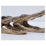 Pair of Genuine Juvenile Alligator or Crocodile Heads