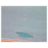 Brand New Skateboard Deck - 31"