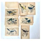 Group of Antique James Stewart / William Lizars Hand Colored Bird Engravings #1