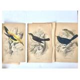 Group of Antique James Stewart / William Lizars Hand Colored Bird Engravings #1