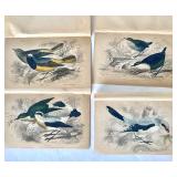 Group of Antique James Stewart / William Lizars Hand Colored Bird Engravings #1