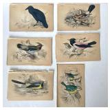 Group of Antique James Stewart / William Lizars Hand Colored Bird Engravings #2
