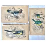 Group of Antique James Stewart / William Lizars Hand Colored Bird Engravings #2
