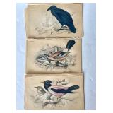 Group of Antique James Stewart / William Lizars Hand Colored Bird Engravings #2