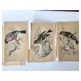 Group of Antique James Stewart / William Lizars Hand Colored Bird Engravings #3