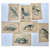 Group of Antique James Stewart / William Lizars Hand Colored Bird Engravings