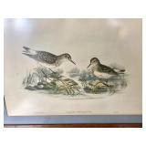 Pair of Nicely Framed Vintage Bird Prints