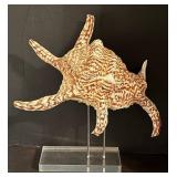 BR2 - Spider Conch Seashell with Lucite Display Stand