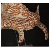 BR2 - Spider Conch Seashell with Lucite Display Stand
