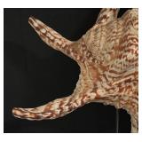 BR2 - Spider Conch Seashell with Lucite Display Stand