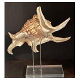 BR2 - Spider Conch Seashell with Lucite Display Stand