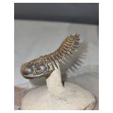 Spiny Trilobite Fossil on Stone Base with Display Case
