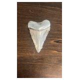 Pure Silver Great White Shark Tooth