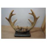 Antler Wall Décor