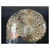 A striking natural cavel ammonite fossil entwined with clear quartz crystals, merging ancient life with crystalline energy.