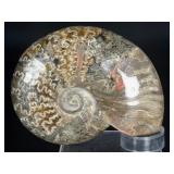 A striking natural cavel ammonite fossil entwined with clear quartz crystals, merging ancient life with crystalline energy.